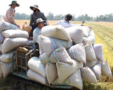 Tại sao giá gạo xuất khẩu VN thấp nhất thế giới?