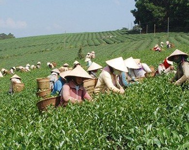 Chè Việt Nam xuất khẩu bị trả lại: 'Đã nghèo còn neo'