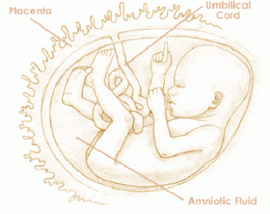 Mang thai tuần thứ 19 và sự phát triển của thai kỳ