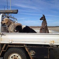 Chú chuột túi kỳ lạ có những hành động giống như loài chó