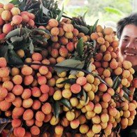 Vải thiều rộng cửa xuất khẩu
