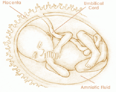 Mang thai tuần thứ 20 và sự phát triển của thai kỳ