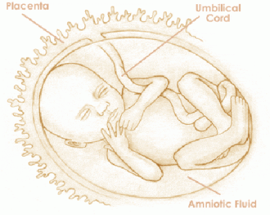 Mang thai tuần thứ 21 và sự phát triển của thai kỳ