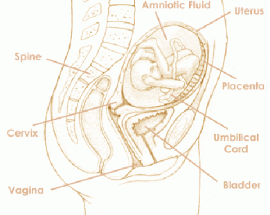 Mang thai tuần thứ 22 và sự phát triển của thai kỳ