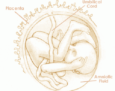 Mang thai tuần thứ 23 và sự phát triển của thai kỳ