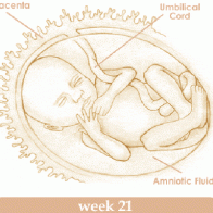 Mang thai tuần thứ 21 và sự phát triển của thai kỳ