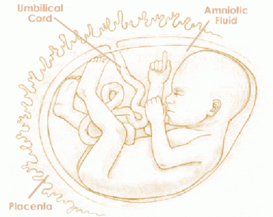 Mang thai tuần thứ 25 và sự phát triển của thai kỳ