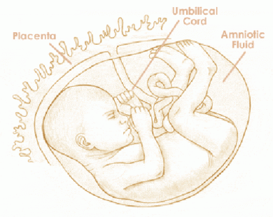 Mang thai tuần thứ 26 và sự phát triển của thai kỳ