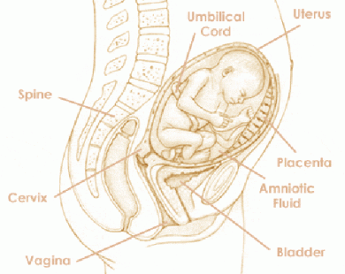 Mang thai tuần thứ 27 và sự phát triển của thai kỳ