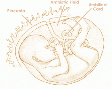 Mang thai tuần thứ 29 và sự phát triển của thai kỳ