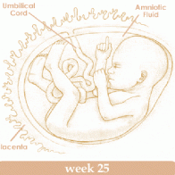 Mang thai tuần thứ 25 và sự phát triển của thai kỳ
