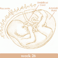 Mang thai tuần thứ 26 và sự phát triển của thai kỳ