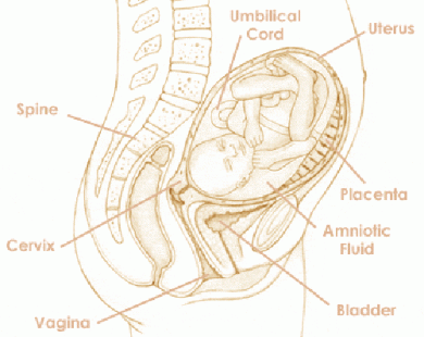 Mang thai tuần thứ 33 và sự phát triển của thai kỳ