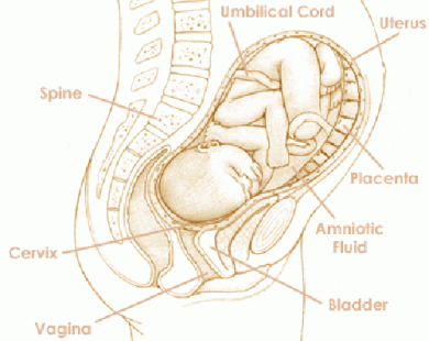 Mang thai tuần thứ 39 và sự phát triển của thai kỳ