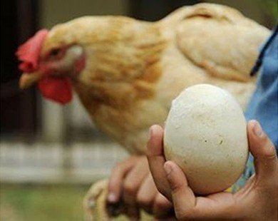 Quả trứng hai trong một độc nhất vô nhị thế giới