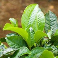 Lưu ý khi tắm lá chè xanh cho trẻ sơ sinh mùa hè