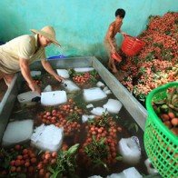 “Nín thở” chờ tiêu thụ vải thiều