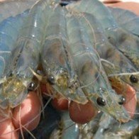 VASEP dự báo thiếu tôm nguyên liệu