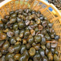 Ốc bươu vàng ăn có độc không?