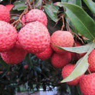 Úc chính thức mở cửa đón trái vải Việt Nam