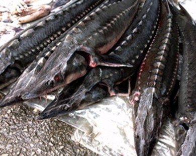Lâm Đồng: Người nuôi cá tầm lao đao vì cá nhập lậu