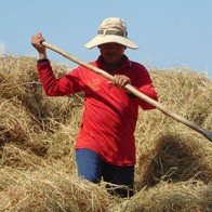 Thu trăm triệu từ 80m2 nấm bào ngư