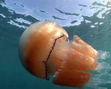 Loài sứa khổng lồ xuất hiện làm người dân Anh khiếp đảm