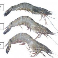 Chiêu nhận biết tôm, bò, gà bơm hoá chất, tránh mua cho con