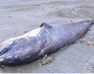 Cá mập dài 5m dạt vào bãi biển Nghệ An
