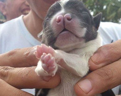 Kinh ngạc chú chó sinh ra có đến 8 chân