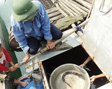 Kì diệu nghề nuôi loài cá có tên trong Sách đỏ Việt Nam
