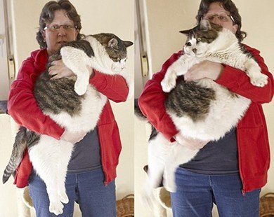 Chú mèo béo nhất thế giới nặng 17,5kg