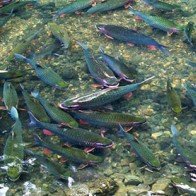 Suối cá thần Cẩm Lương - Điểm du lịch kỳ thú