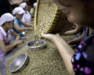 Người trồng cà phê Việt Nam đang giữ lượng robusta nhiều nhất kể từ năm 2010