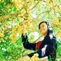 Cà Mau: Bảo tồn vườn dâu Cái Tàu để phát triển du lịch sinh thái