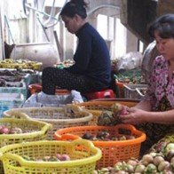 Nhà vườn ở Trà Vinh thất thu gần 50% sản lượng măng cụt