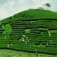 Mộc Châu: Bức tranh thiên nhiên kỳ vỹ