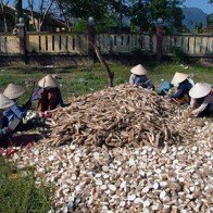 Tăng thuế xuất khẩu sắn lát: Thông tư “thần tốc”, doanh nghiệp “kiến bò chảo lửa”