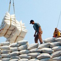 Xuất khẩu gạo phẩm cấp thấp: Cảnh báo 'sập bẫy' Trung Quốc