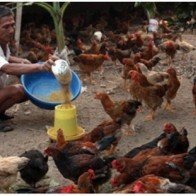 WB tài trợ 45 triệu USD cho ngành chăn nuôi và an toàn thực phẩm tại VN