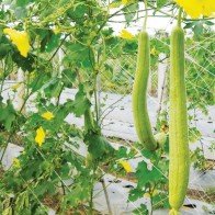 Quả mướp - Thuốc quý mùa hè