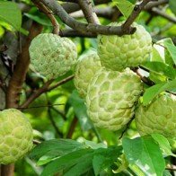 Mãng cầu không hạt được ưa chuộng