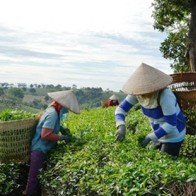 80 tấn chè xuất đi Đài Loan bị trả về