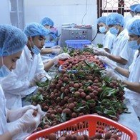 Vải xuất đi Australia giảm cạnh tranh vì đắt đỏ và bảo quản kém