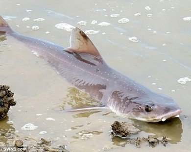 Hàng chục con cá mập xuất hiện ở gần khu bảo tồn thiên nhiên