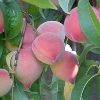 Quả đào chữa rối loạn kinh nguyệt rất hiệu quả