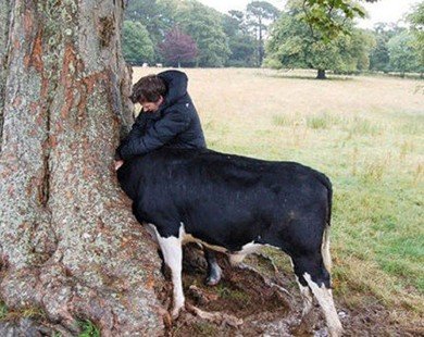 Kì lạ chú bò mắc kẹt đầu trong hốc cây