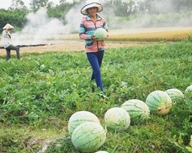Bắc Giang: Người dân khóc ròng trên cánh đồng dưa hấu