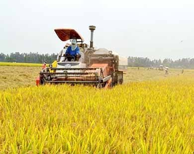 “Bão” giảm giá gạo xuất khẩu: Người trồng lúa tiếp tục “úa”...