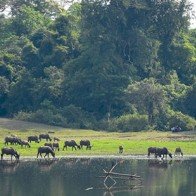 Nam Tây Nguyên mùa xanh lá